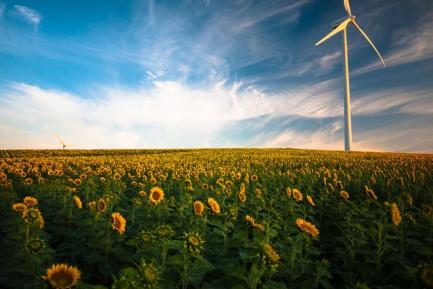 Molino eólico en un campo de girasoles. Foto de Gustavo Quepón en Unsplash